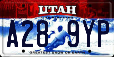 UT license plate A289YP